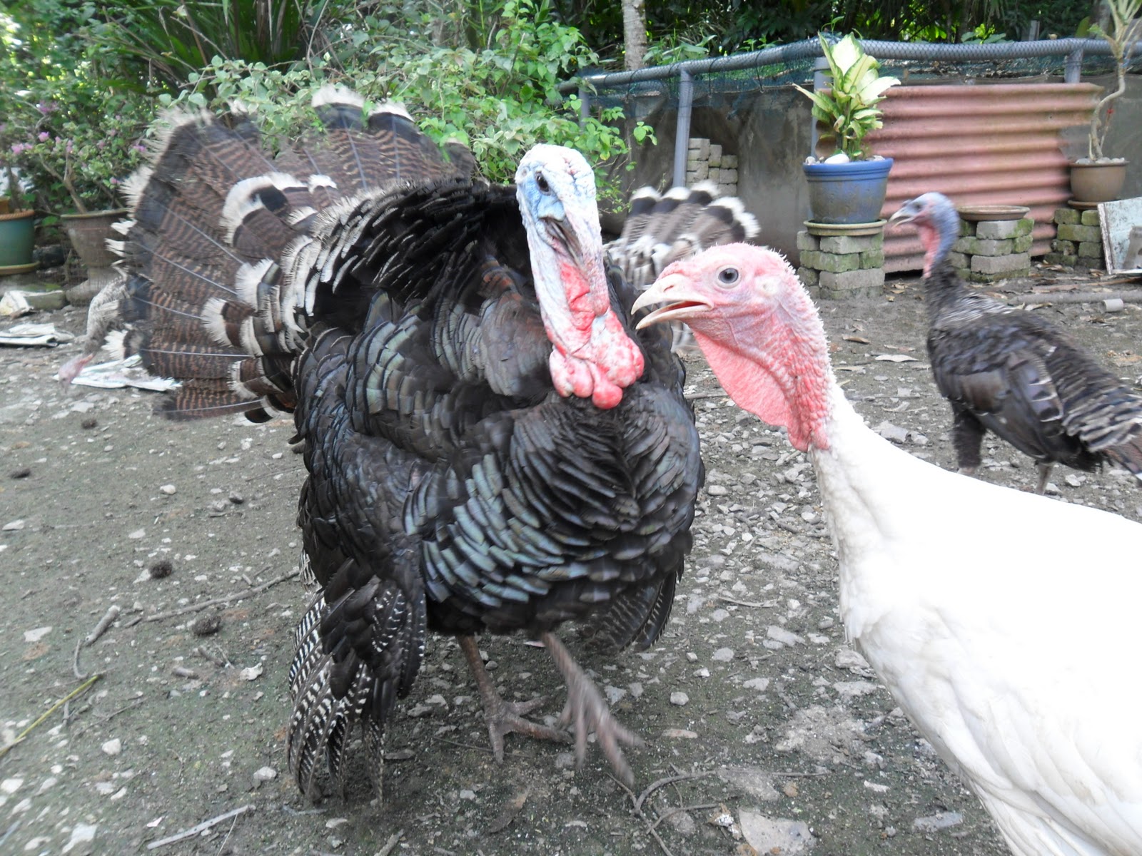 Terbaru 23+ Ayam Belanda
