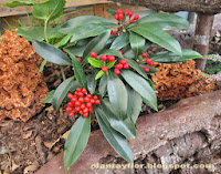 Ardisia crenata