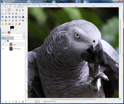 Parrot with Sharpened Face