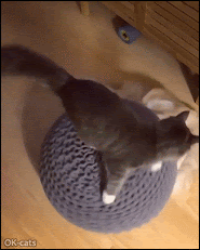 Funny Cat GIF • 2 playful cats the bottom one bunny kicking wool ball haha spin spin spin
