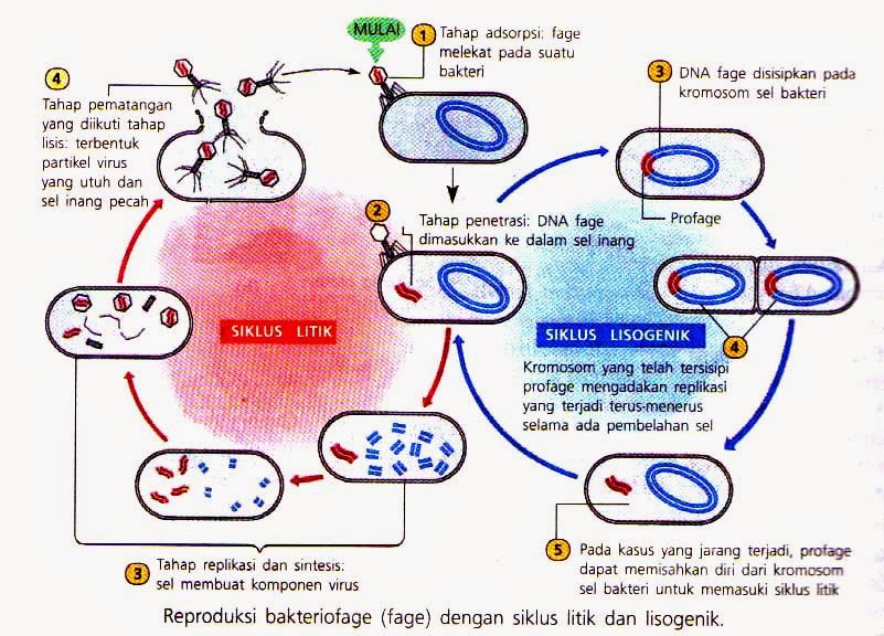 MENCERDASKAN Lembar Kerja Peserta Didik (LKPD) Materi virus