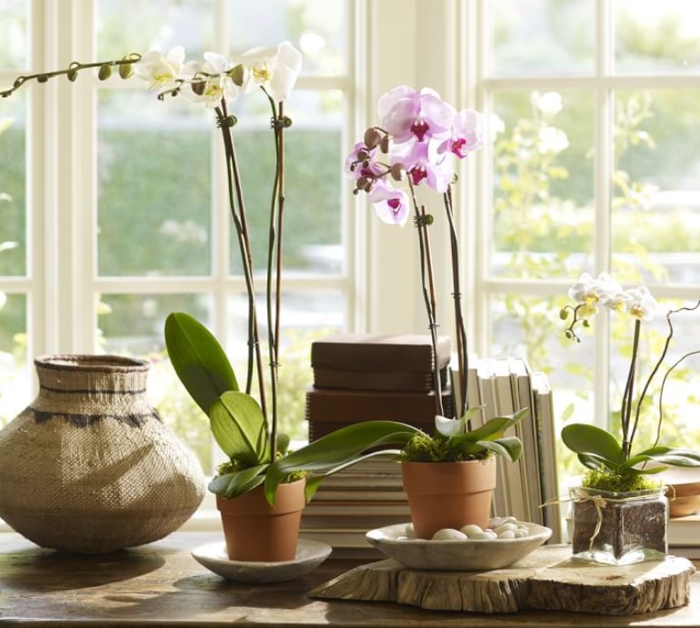 How to Growing Orchids Plant Care from Seed Inside for Beginners to