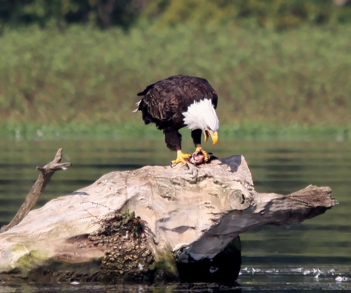 Eagle Gallery Bald Eagles In East Tennessee