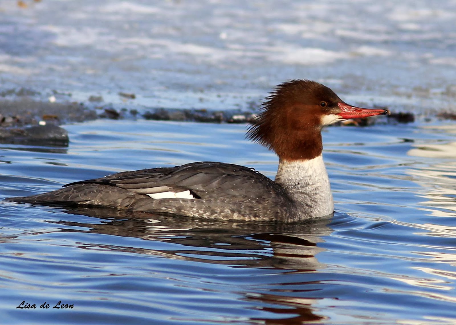 Birding with Lisa de Leon Common Mergansers in St. John's