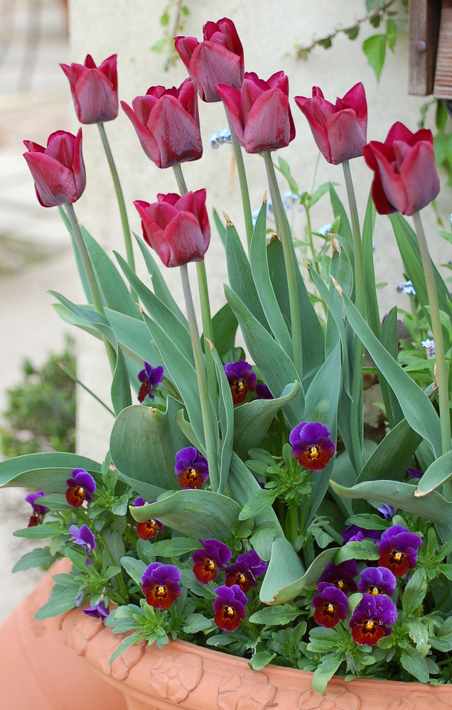 Potting Up... tulips.