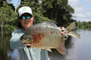 Resultado de imagem para fish tv na sky