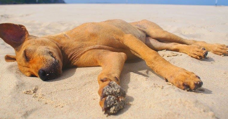 Ferienhäuser und Ferienwohnungen Urlaub mit Hund bei Bestfewo