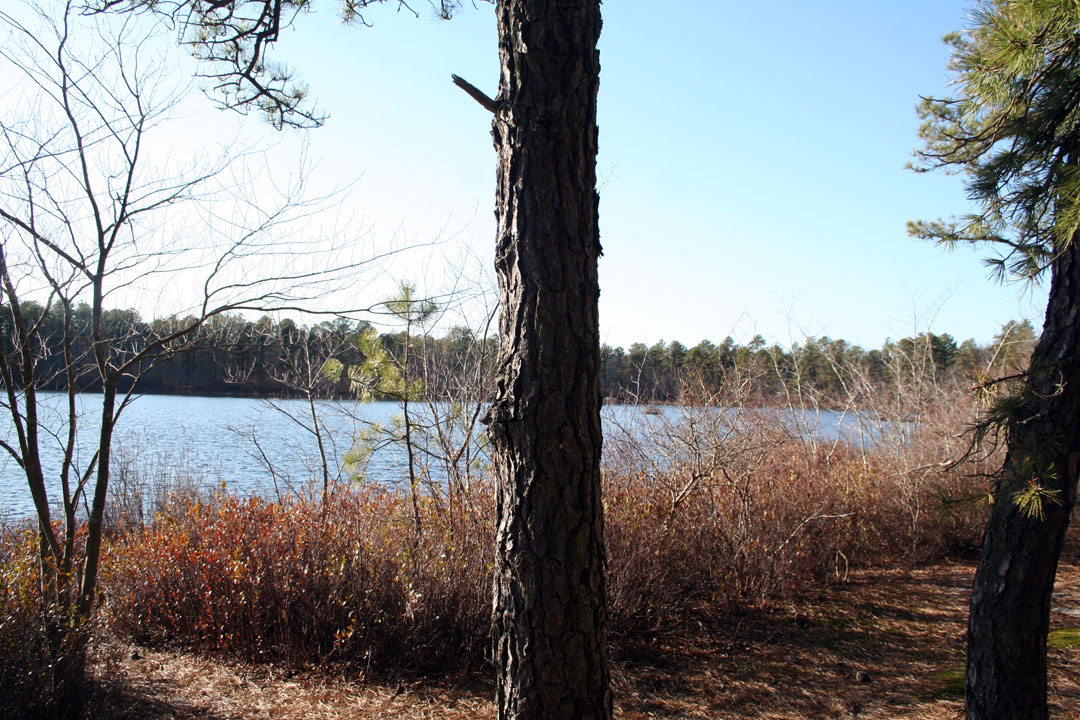 Long Island Images Calverton Ponds Preserve