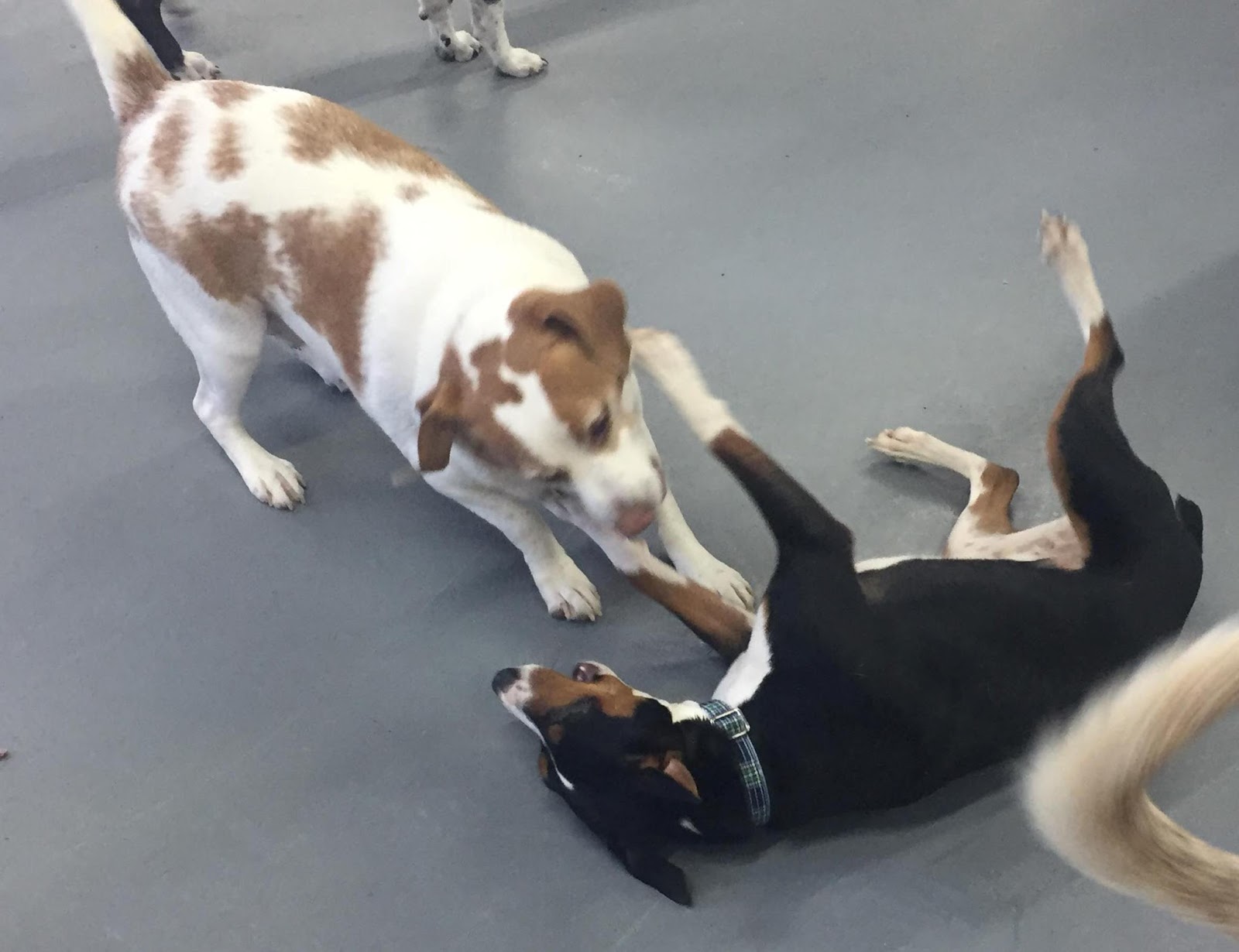 Hoosier Doggy Daycare and Boarding Doggy of the Week... Jack!