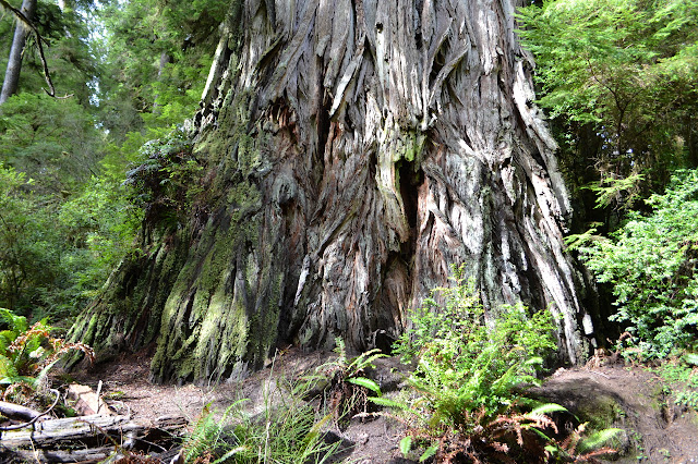 very wide trunk