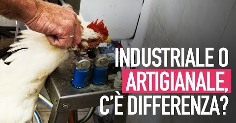 Macello industriale o artigianale: c'è differenza?