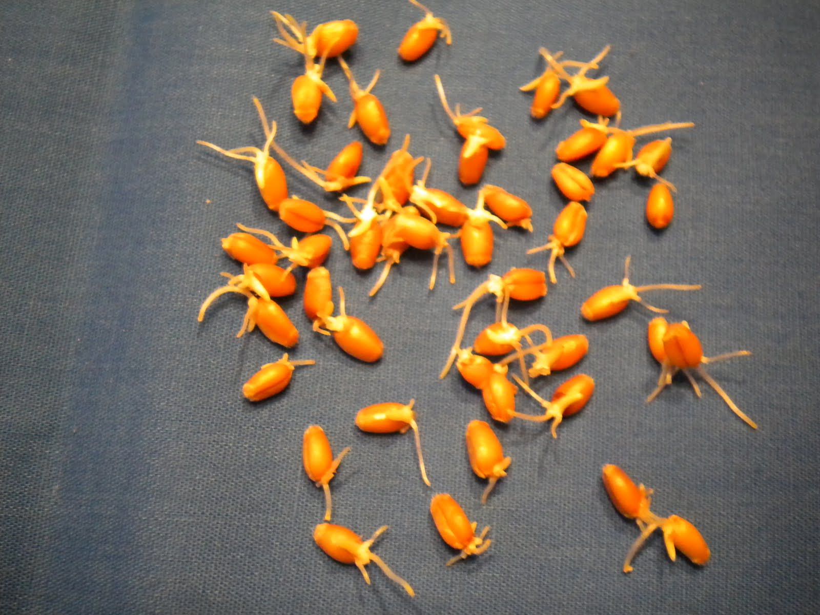 The Resourceful Life How to make malt vinegar from wheat.