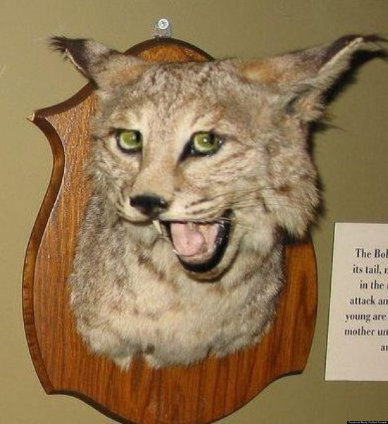 Mátame, camión! (El Tópic de la Taxidermia Chunga) - Página 9 Image-6fozVcBw