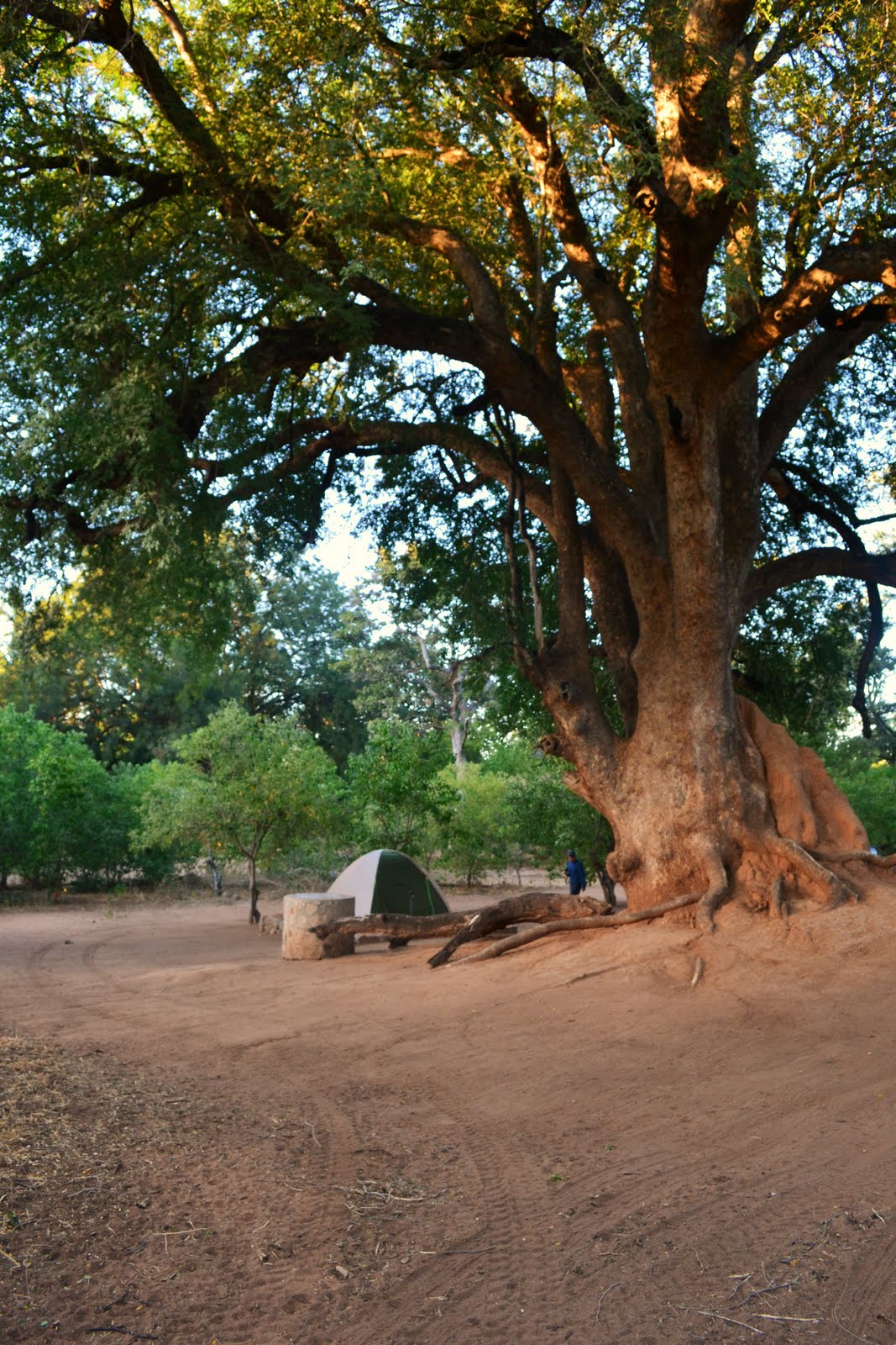 Not All Those Who Wander Are Lost The Great GreyGreen Greasy Banks of