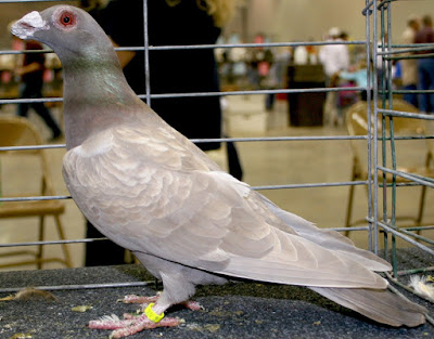 Jenis Jenis Merpati Pos Atau Homer Pigeon Pawiro Bird Farm