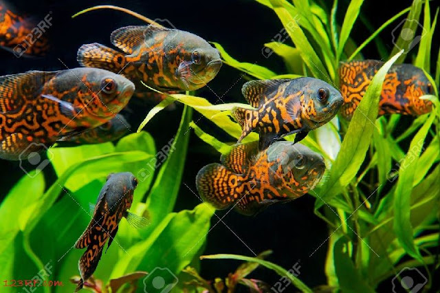 Gambar Makanan Ikan Oscar Agar Cepat Besar