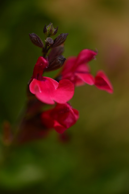 desert garden, July bloom, Salvia greggii Flame, autumn sage