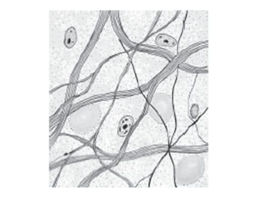 Jaringan Ikat Penyambung/Penyokong