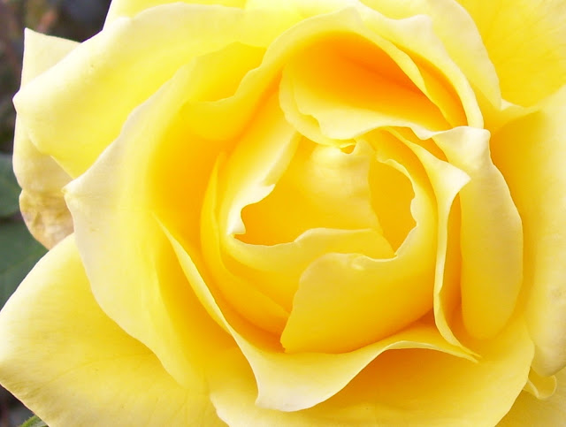 Pimpollo grande de Rosa Amarilla 