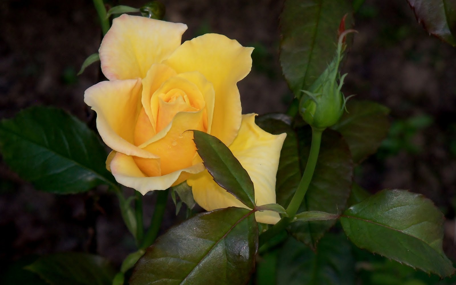 http://2.bp.blogspot.com/-3XISgz3W1cQ/UVlSYKa6xII/AAAAAAAAY-k/jAz4htv0XYI/s1600/yellow-rose-bud-leafs.jpg