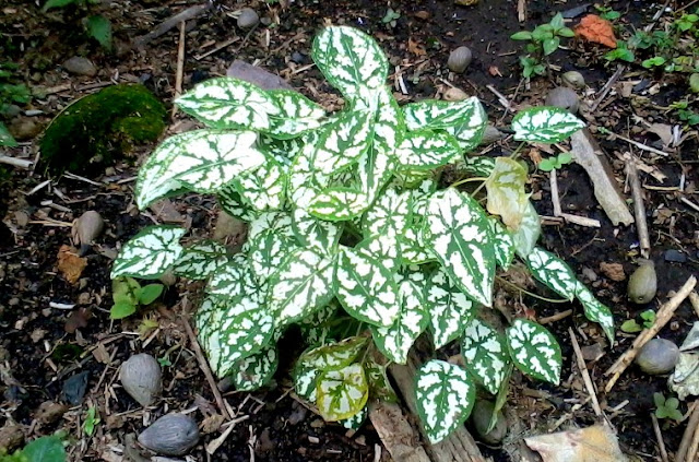 Pokok Keladi Hiasan