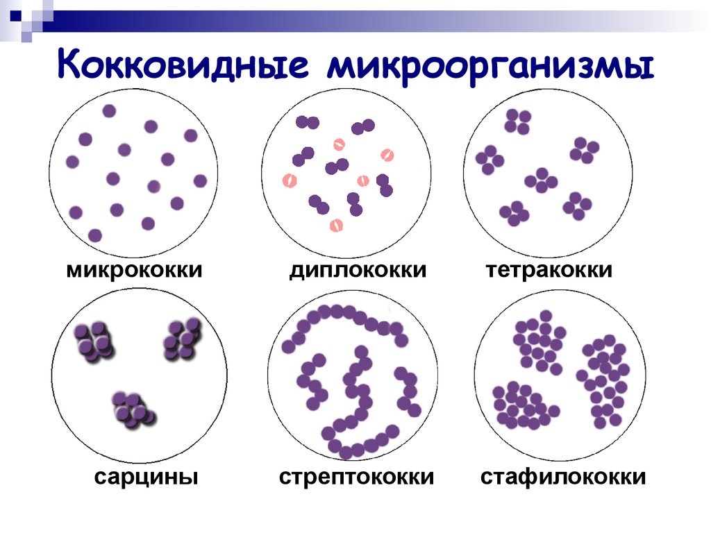 Кокковые бактерии. Кокки (стафилококки,диплококки,стрептококки,тетракокки). Шаровидные бактерии кокки. Кокки микрококки. Классификация микроорганизмов кокковидные.