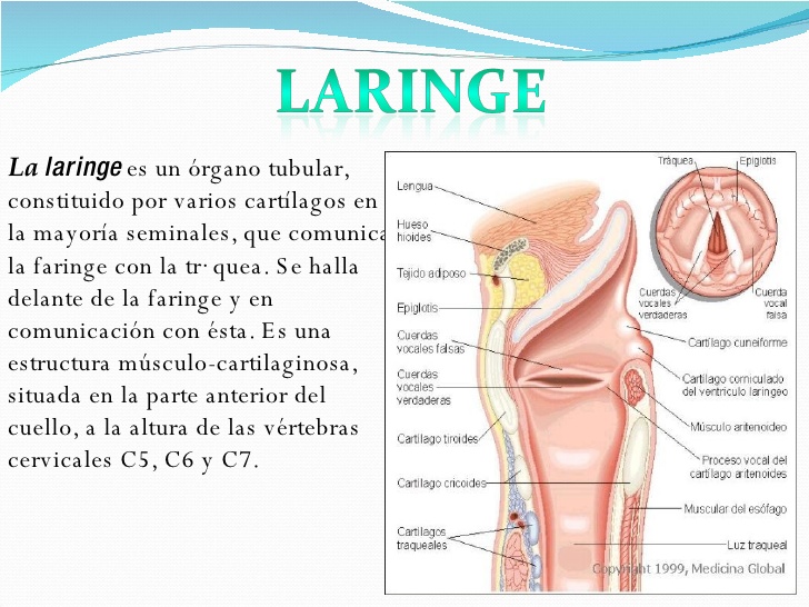 laringe