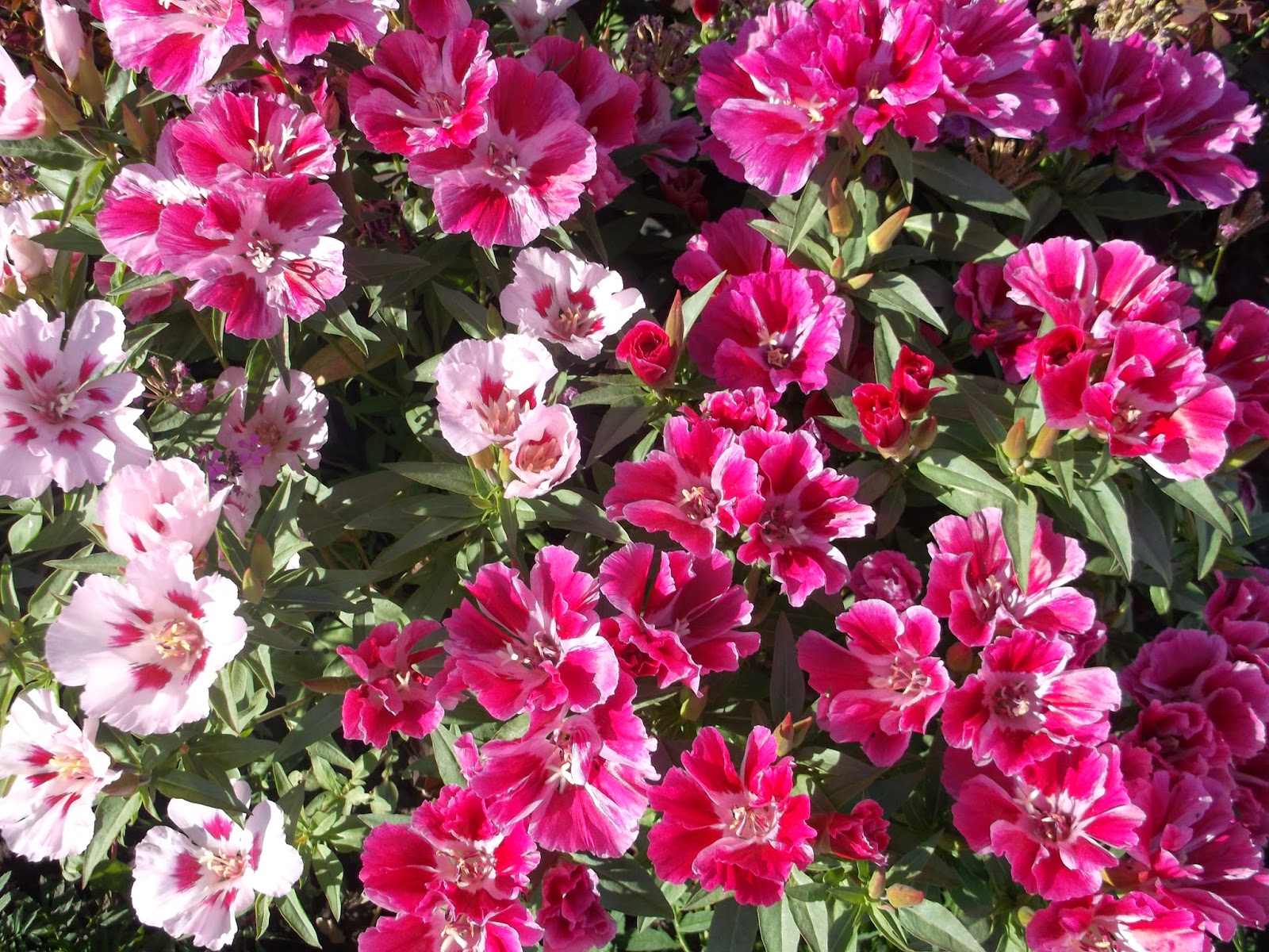 Цветок есения испания