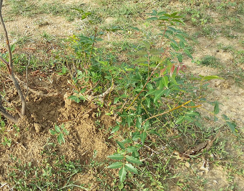 Instant Bonsai For Everyone Neem Tree 1