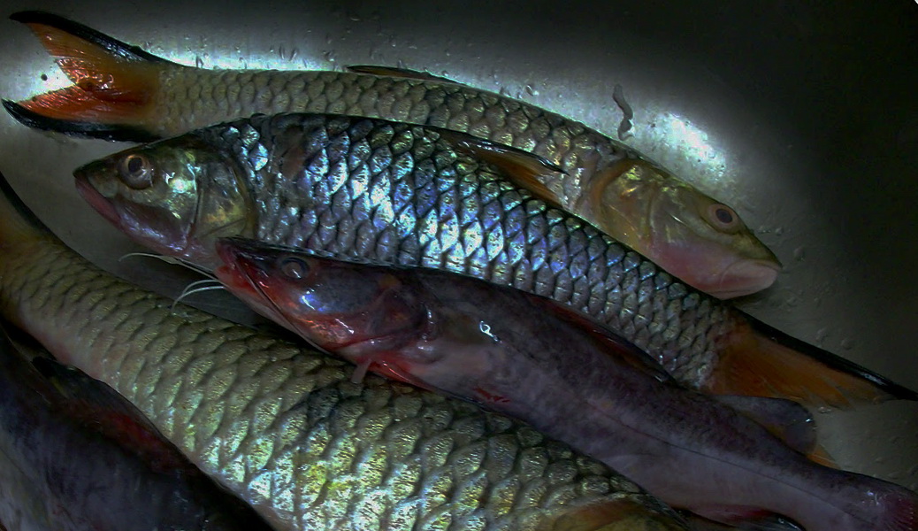 Resepi Sarawak: Membuang bau hanyir ikan