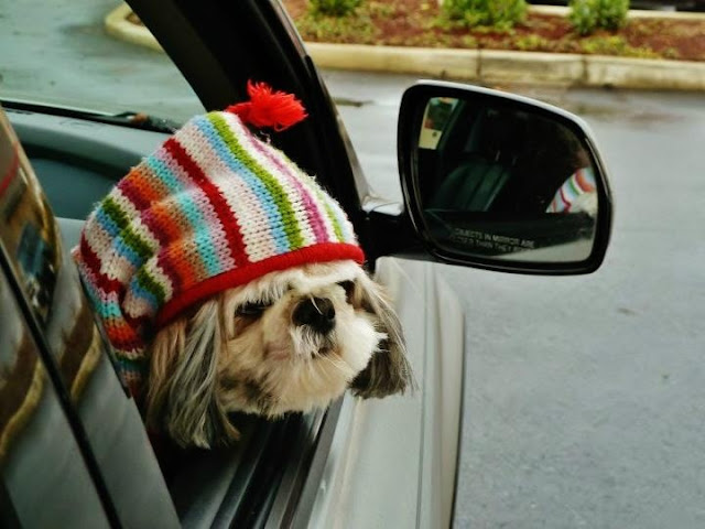 SHIH TZU E O AUTOMÓVEL (Cuidados)