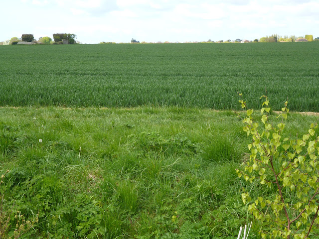 wheat field