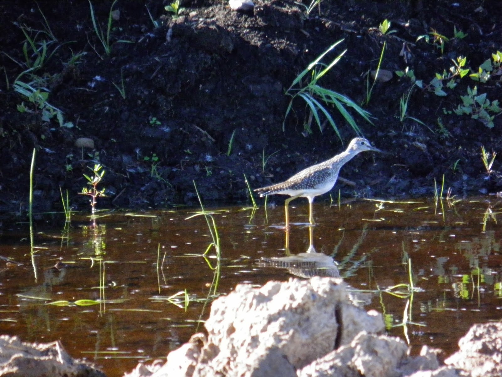 The Philosopher's Stone 2019 Birding Montezuma National Wildlife Refuge