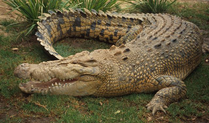 Croc in Rubondo Island National Park 
