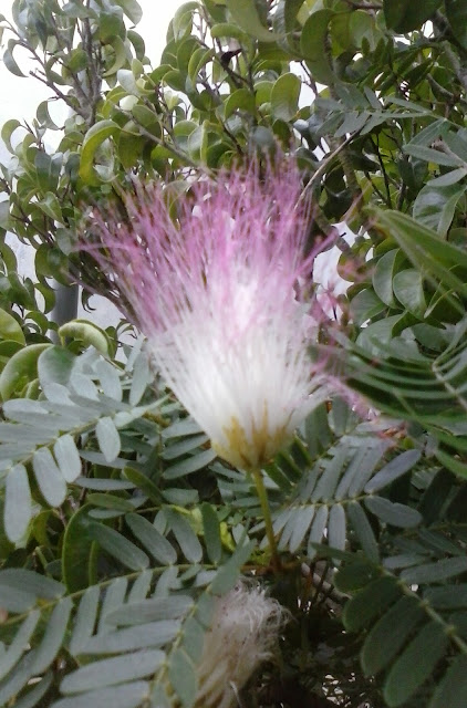 Bright pink powder-puff flowers