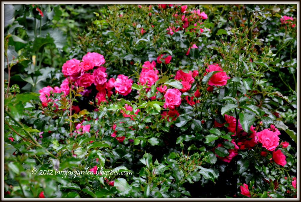 A Year In The Garden Riveting Roses