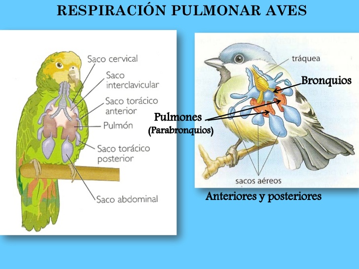 Resultado de imagen para respiraciÃ³n pulmonar en aves