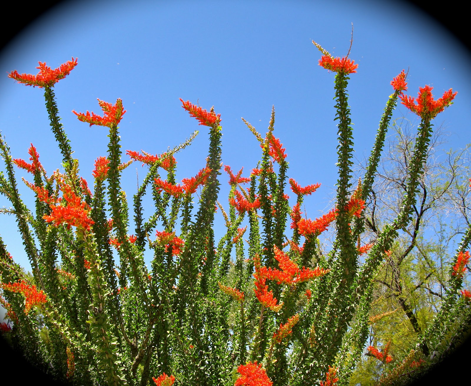 Cactus Chronicles ODE TO THE OCOTILLO