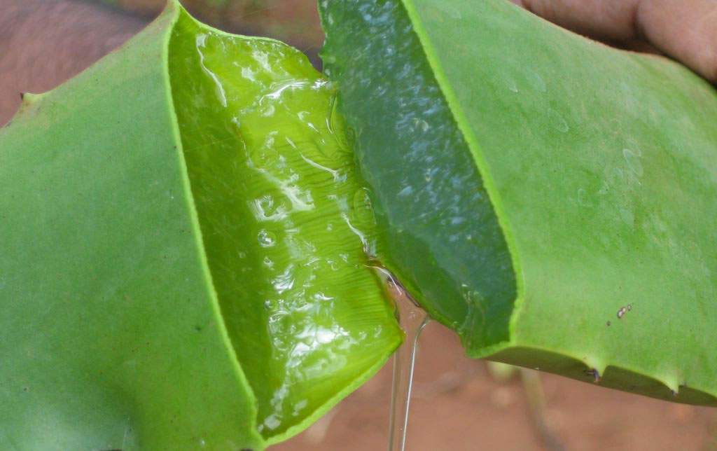 Aloe Vera and its benefit as a herbal remedies herbal plants for