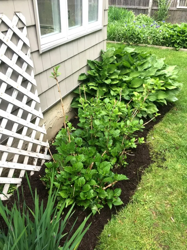 Hydrangea plant with mulch and edging