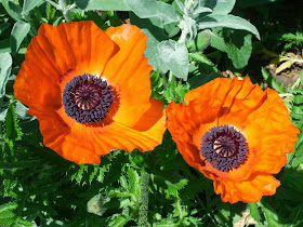 Papaver orientale Allegro Oriental poppy blooms by garden muses-not another gardening blog