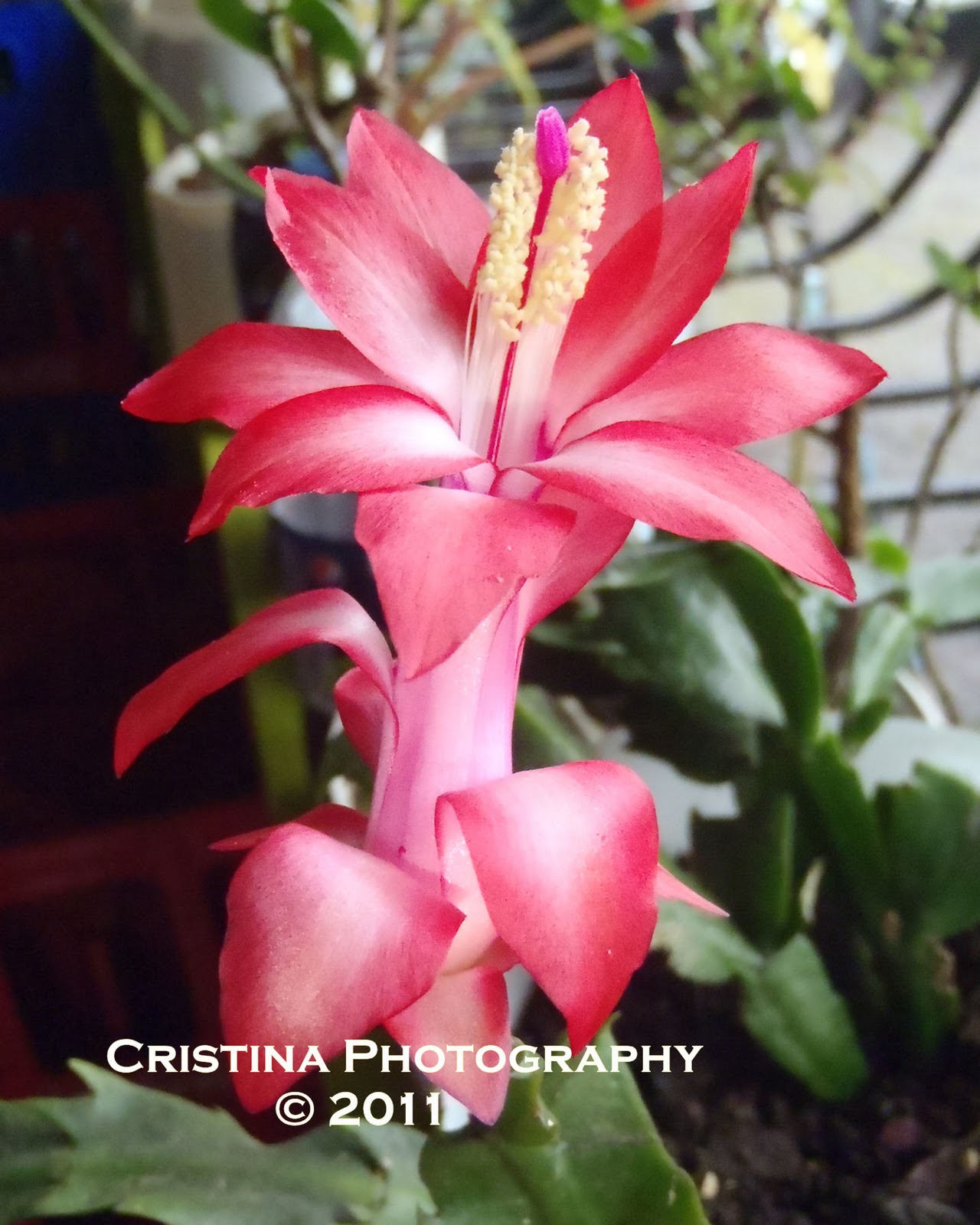 Flowers of Panama: Rare, common and exotic flowers from Central America