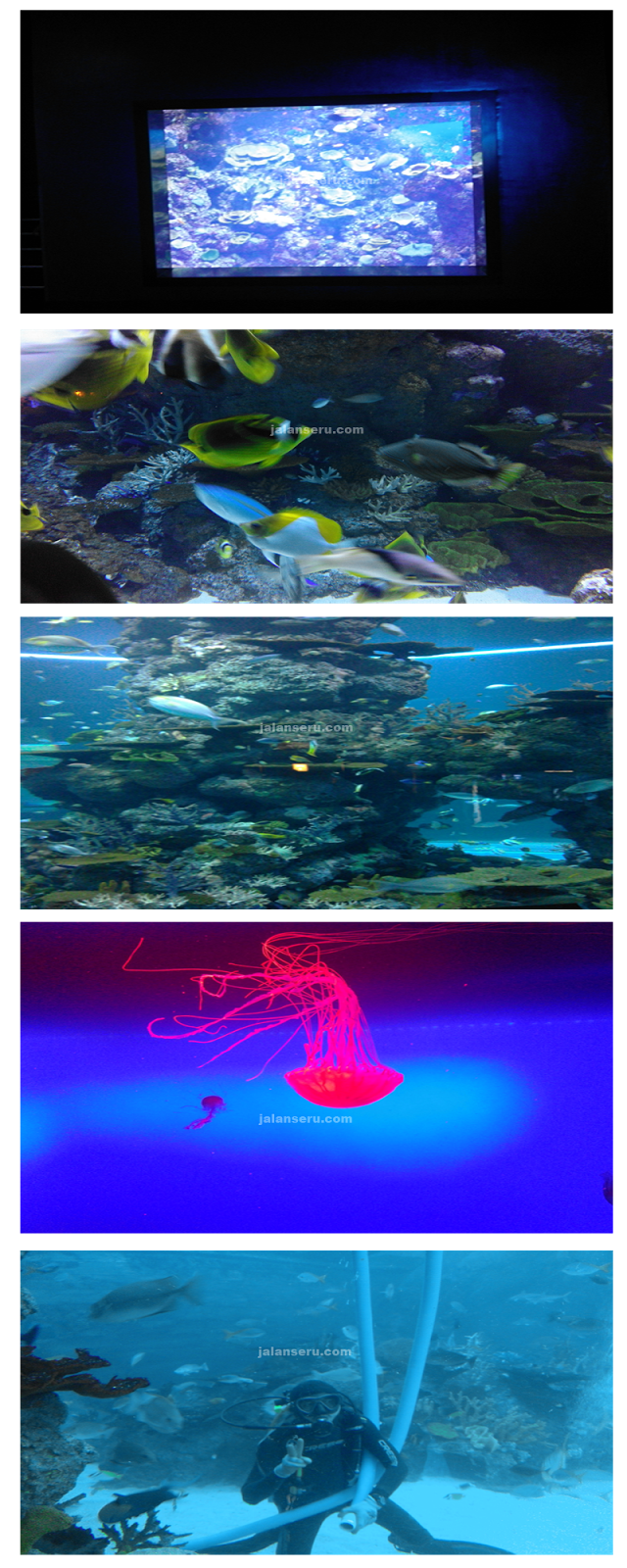 Wisata Aquarium Terbesar Di Dunia S.E.A Aquarium Singapure