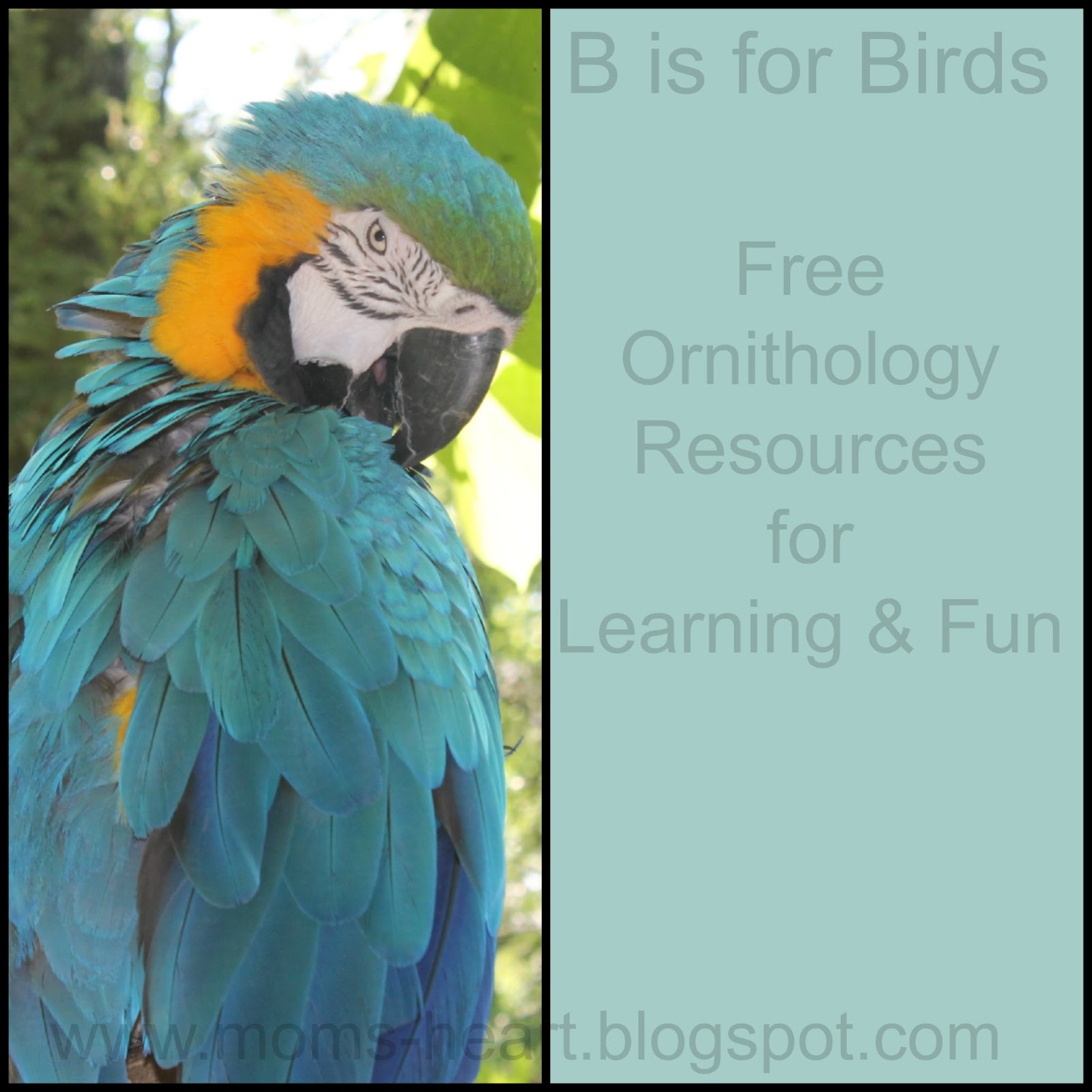 Mom S Heart B Is For Birds Free Ornithology Resources