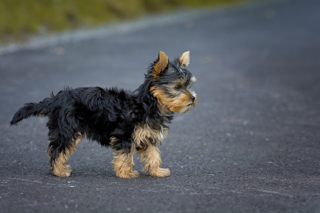 Pets Abs - 8 Surprising Facts You Didn't Know About Dogs Pets%2BAbs %2B8%2BSurprising%2BFacts%2BYou%2BDidn%2527t%2BKnow%2BAbout%2BDogs - 8 Surprising Facts You Didn't Know About Dogs!