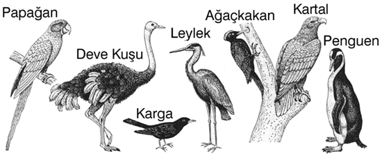 kuşlar Global Bilgiler