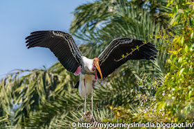 Ranganathittu Birds Painted Stork Ranganathittu Birds Painted Stork