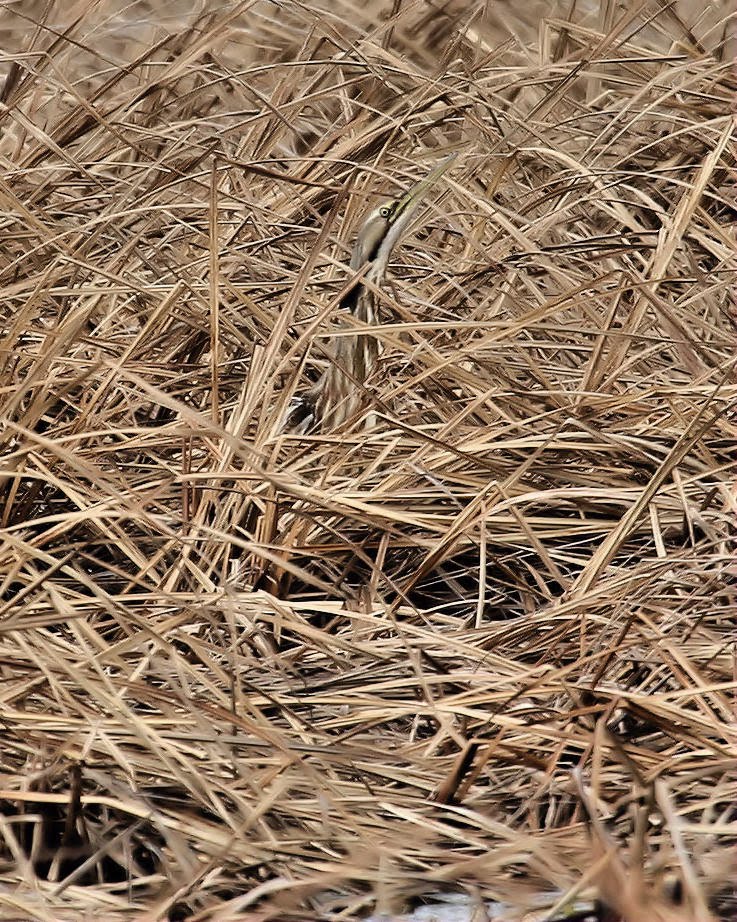 Birds from Behind : 20 March 2011