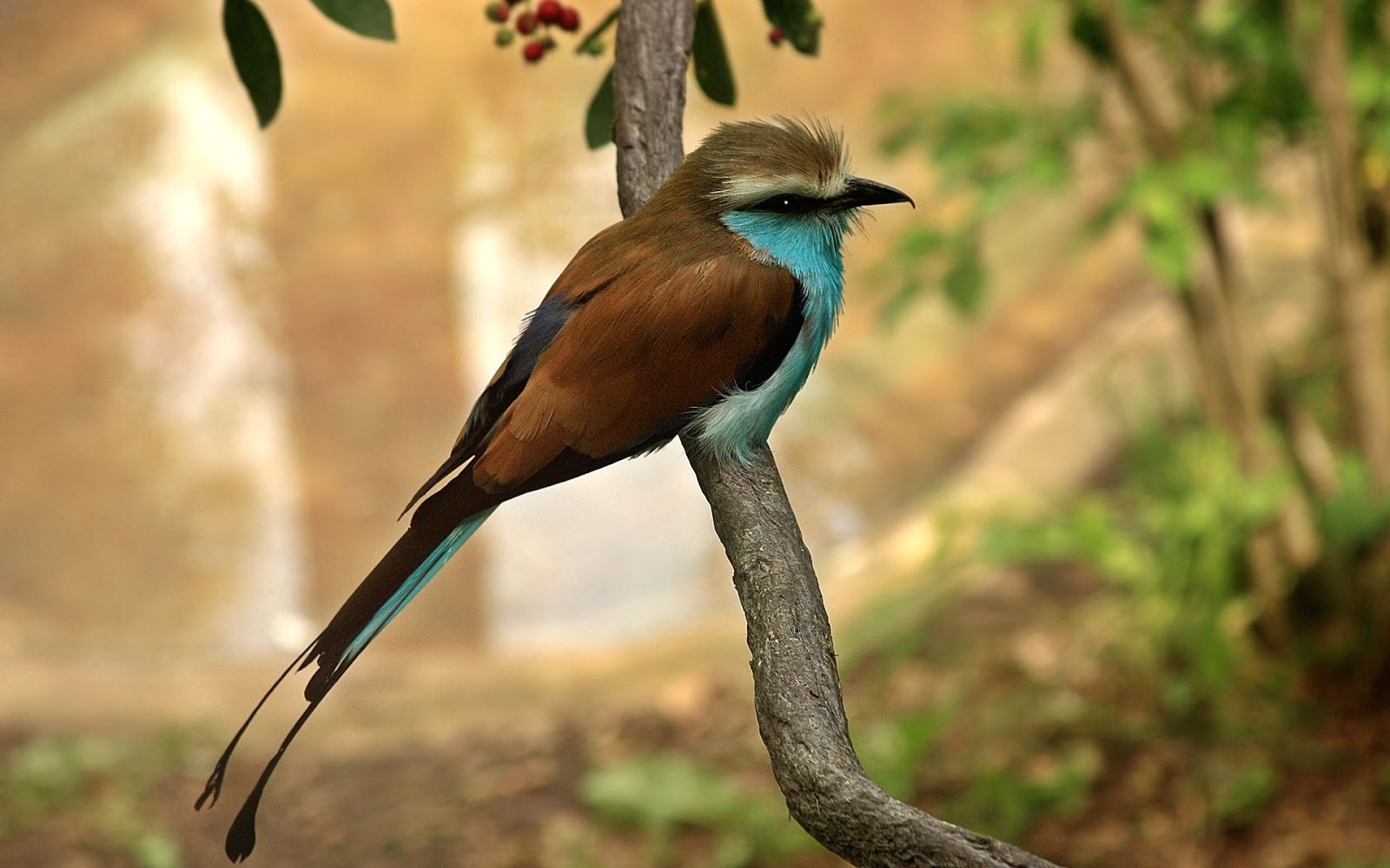 Animals World: latest videos of animal missouri state bird poster