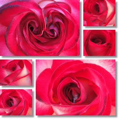 red rose with swirls